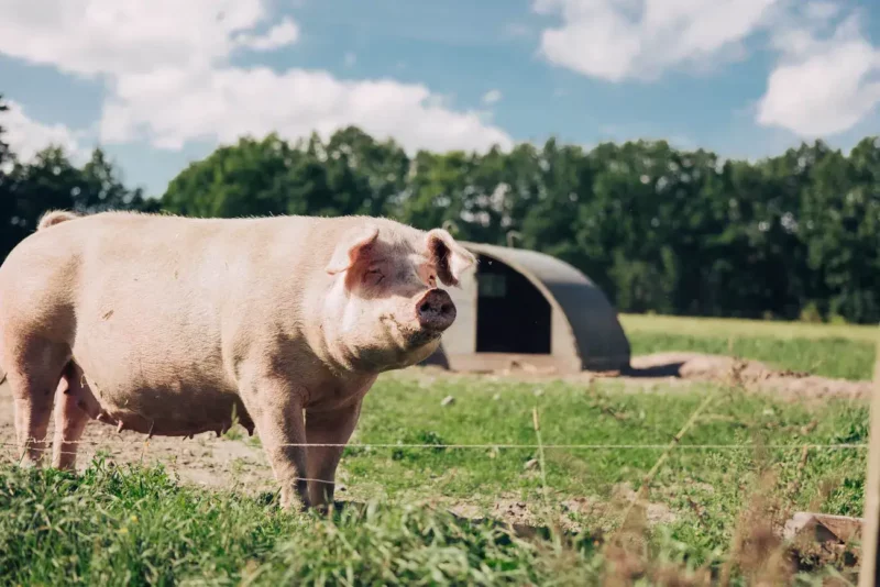 artgerechte Tierhaltung Schwein auf der Wiese Isermann Buffet Lüneburg