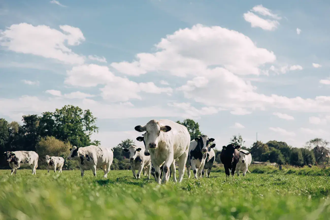 artgerechte Tierhaltung glückliche Kühe auf der Wiese Isermann Buffet zubereitet für 5-Sterne Catering in Lüneburg